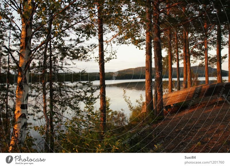 Schwedische Idylle Natur Pflanze Sonnenaufgang Sonnenuntergang Sommer Baum Sträucher Kiefer Birke Wald Küste Seeufer Ruderboot Erholung Wachstum ästhetisch