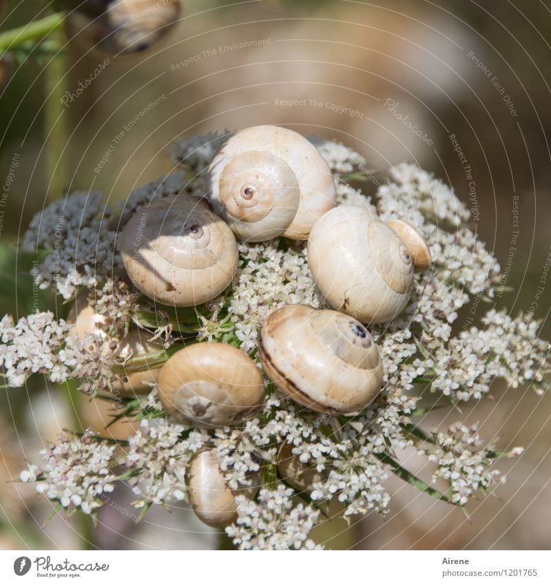 Hausbesitzerversammlung Pflanze Blume Tier Schnecke Tiergruppe Schneckenhaus Spirale Kreis sprechen drehen hocken exotisch gruselig lustig braun weiß bizarr