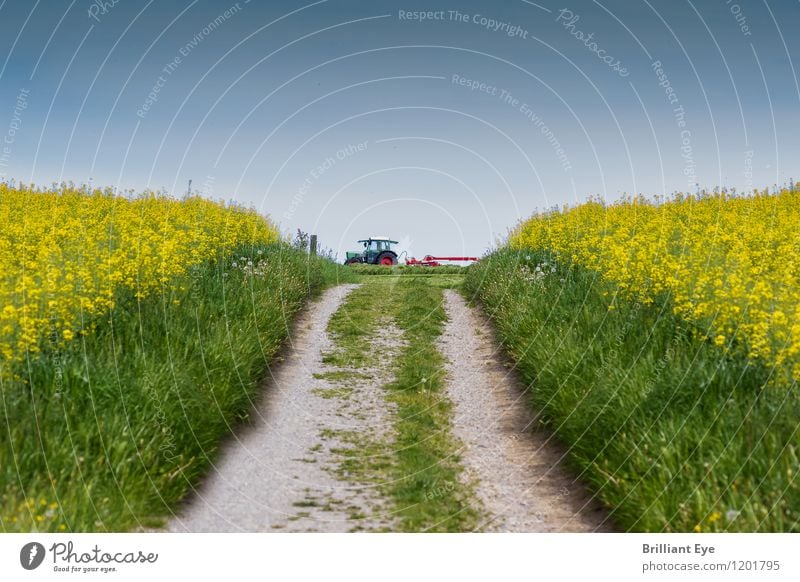 Gehweg bei Rapsfeldern Öl Landwirtschaft Forstwirtschaft Maschine Energiewirtschaft Umwelt Natur Landschaft Frühling Schönes Wetter Pflanze Nutzpflanze Feld