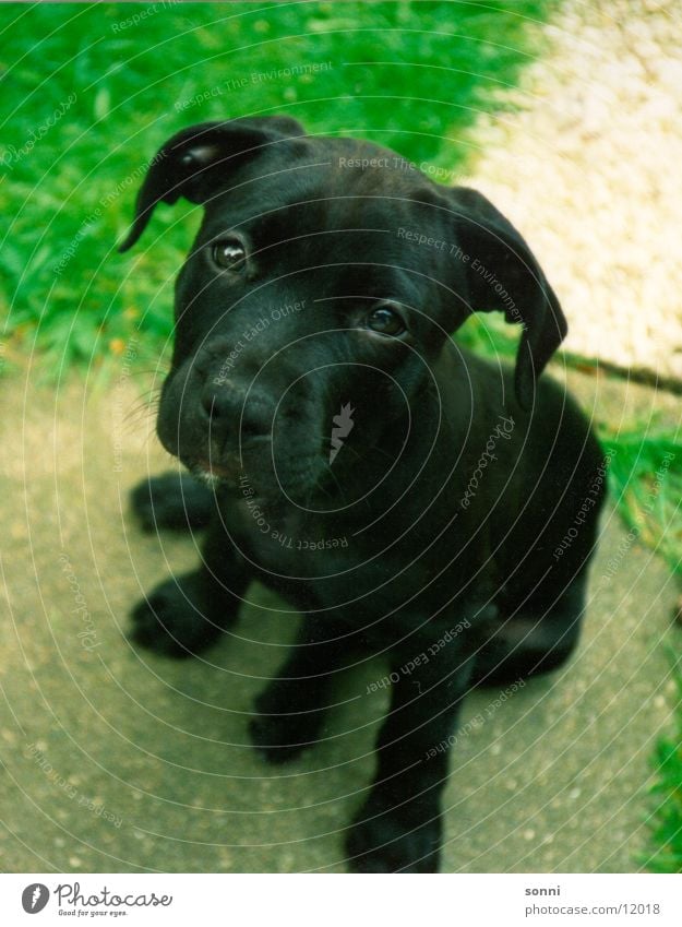 Bestie Hund Momo süß gehorsam Welpe 1 niedlich kuschlig Blick in die Kamera Außenaufnahme sitzen klein Tierjunges ruhig