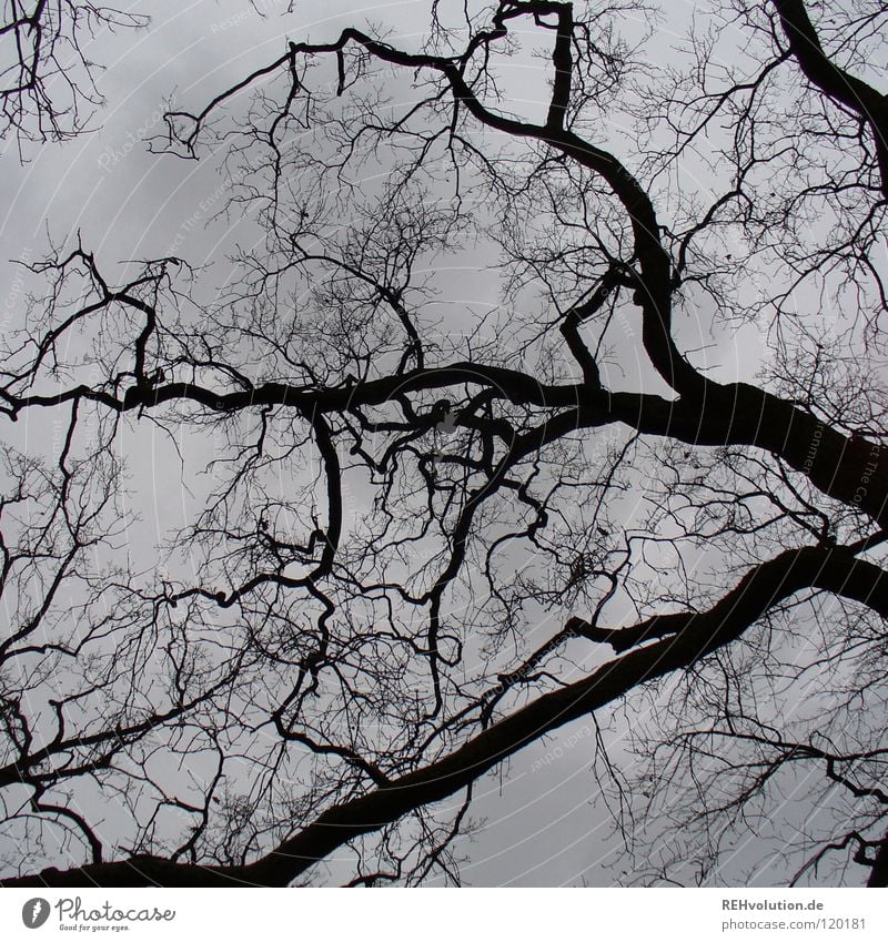 abwesenheit von blauem himmel Baum dunkel Wolken schlechtes Wetter Stimmung grau Gefäße Regen November Winter Wolkendecke beeindruckend stark Kraft Himmel Ast