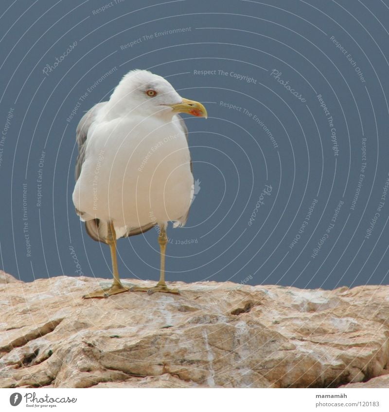 Sitzengelassen Möwe Meer See Schnabel Feder Einsamkeit Vogel Seemöwe Flügel Stein Felsen Fuß Berge u. Gebirge Auge