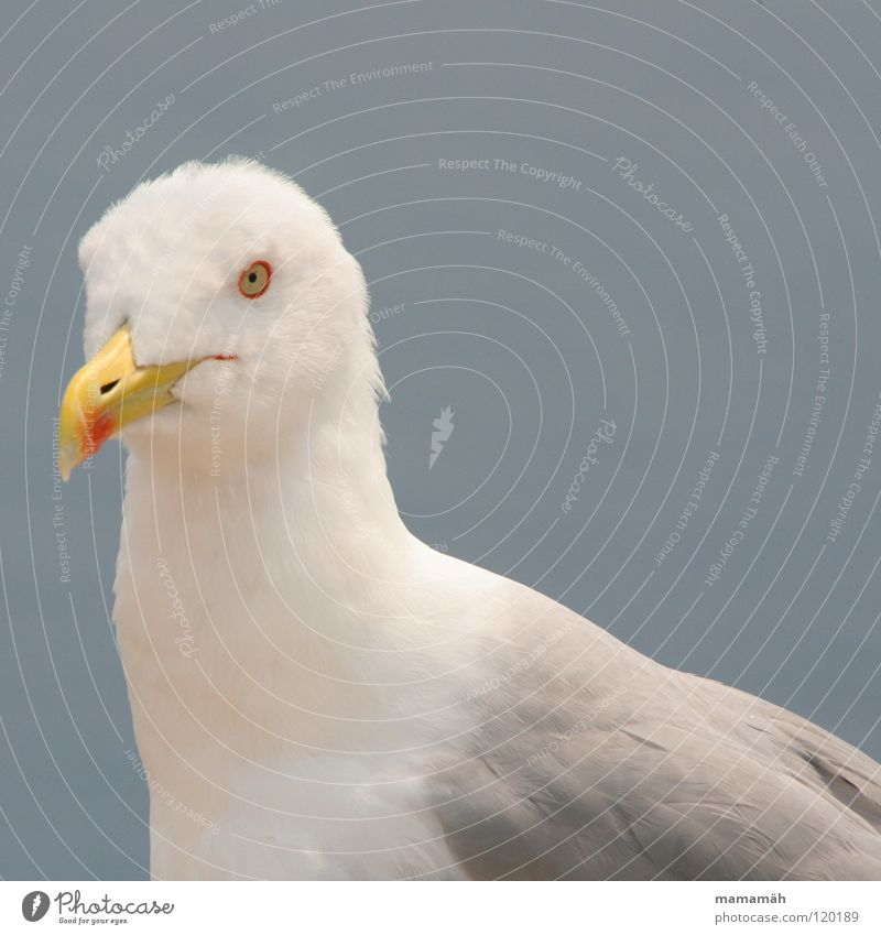 Stiller Beobachter! Teil 1 Möwe Meer See Schnabel Feder Konzentration Vogel Seemöwe Flügel Himmel fliegen warten sitzen beobachten Ausschau halten erspähen bird