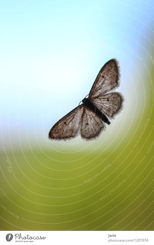 (grenzen)los Natur Himmel Wolkenloser Himmel Fenster Wildtier Schmetterling Flügel 1 Tier fliegen sitzen natürlich Hoffnung Fernweh Motte Glasscheibe Farbfoto