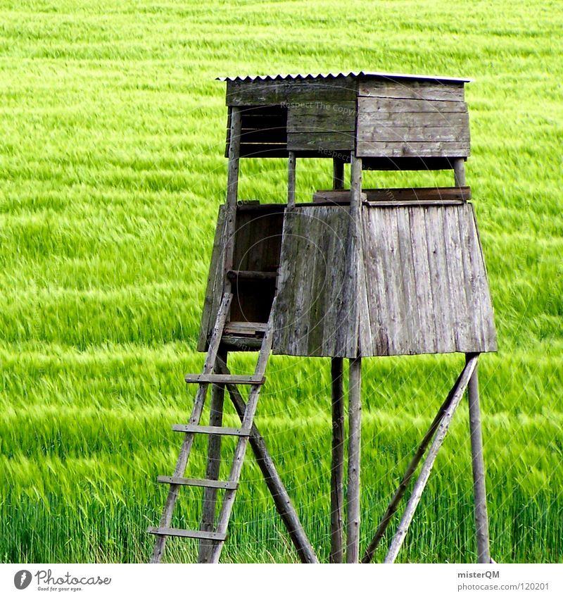 the hide. Hochsitz Jäger Feld grün Ferne Einsamkeit ruhig Spuren dunkel Vordergrund Hintergrundbild Zutaten unreif Deutschland Heimat Gelassenheit