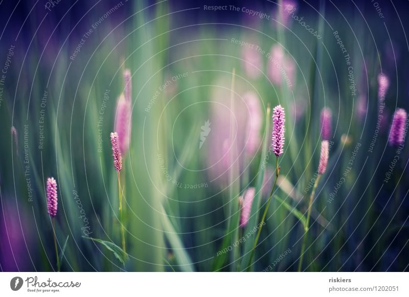 farbenmeer Umwelt Natur Pflanze Frühling Sommer Schönes Wetter Gras Blüte Wildpflanze Wiese Blühend leuchten ästhetisch Fröhlichkeit frisch natürlich schön blau