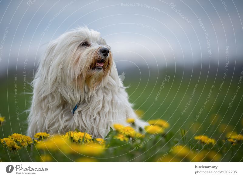 Löwenzahn Natur Tier Pflanze Blume Blüte Fell langhaarig Haustier Hund 1 klein gelb grün weiß Bichon Haushund Havaneser Rassehund sitz Farbfoto Außenaufnahme