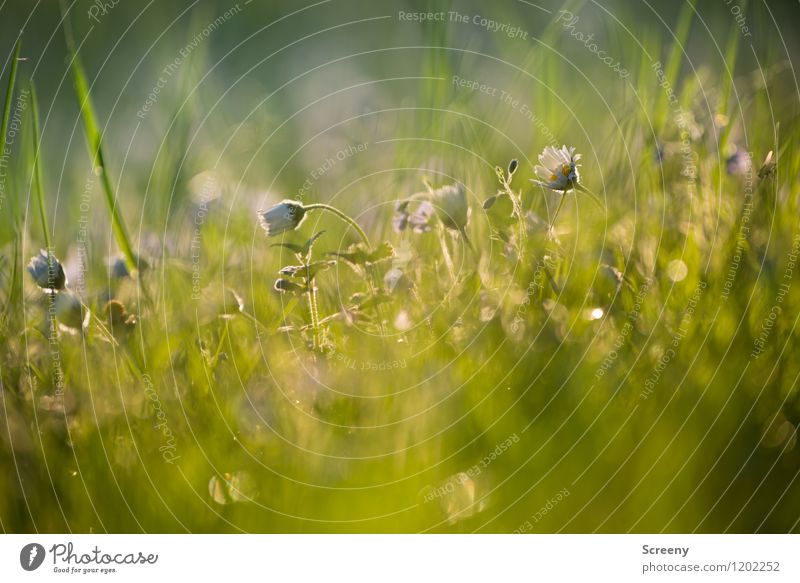 Lay down and relax | UT Köln Natur Pflanze Sonne Sonnenaufgang Sonnenuntergang Sonnenlicht Frühling Sommer Schönes Wetter Blume Gras Park Wiese Blühend Wachstum