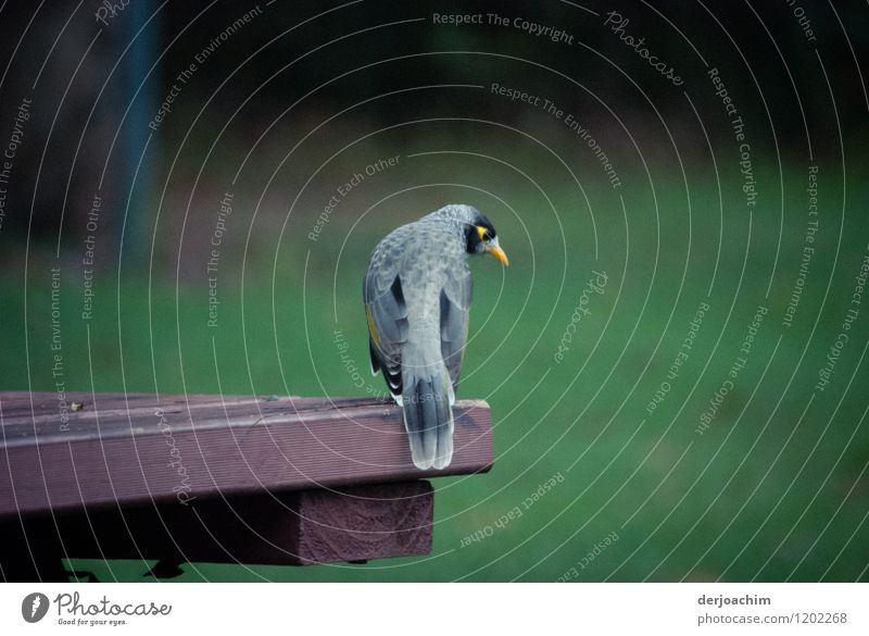 Kleine Vogel schaut nach rechts. Er sitzt auf einem Holztisch. Der Hintergrund ist verschwommen in Grün. exotisch Leben Ausflug Umwelt Schönes Wetter