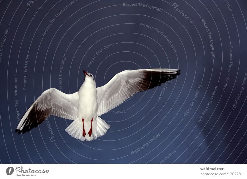 Zum Abschied winke ich Dir zu Möwe Lachmöwe Vogel winken Trauer Richtung Meer Strand Möve Himmel Luftverkehr fliegen Flügel Feder Trennung Traurigkeit zeigen