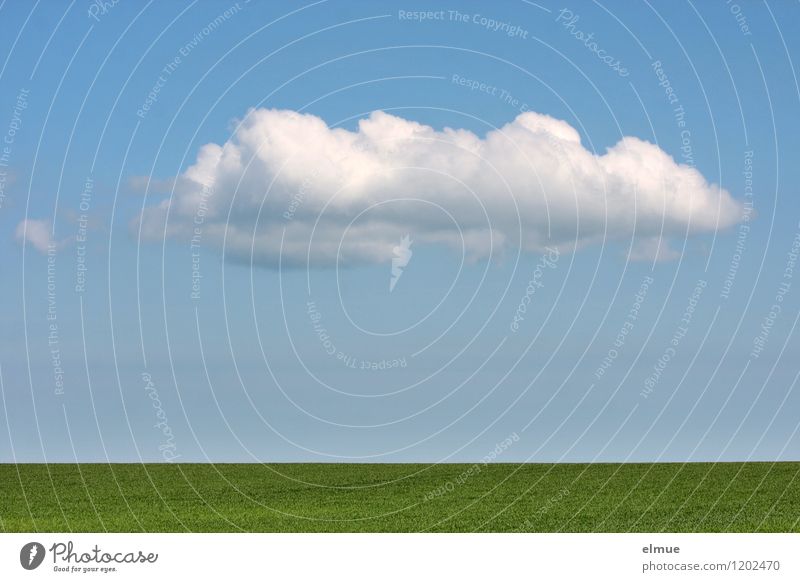 Dekowolke über grünem Acker Umwelt Natur Landschaft Pflanze Erde Himmel Wolken Frühling Schönes Wetter Nutzpflanze Getreidefeld Feld Unendlichkeit blau weiß