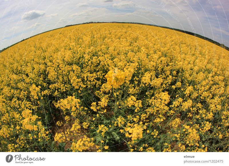 Rapsody Umwelt Natur Landschaft Pflanze Erde Himmel Wolken Horizont Sonne Frühling Schönes Wetter Blüte Nutzpflanze ölfrucht Rapsfeld Feld Kugel Duft nachhaltig