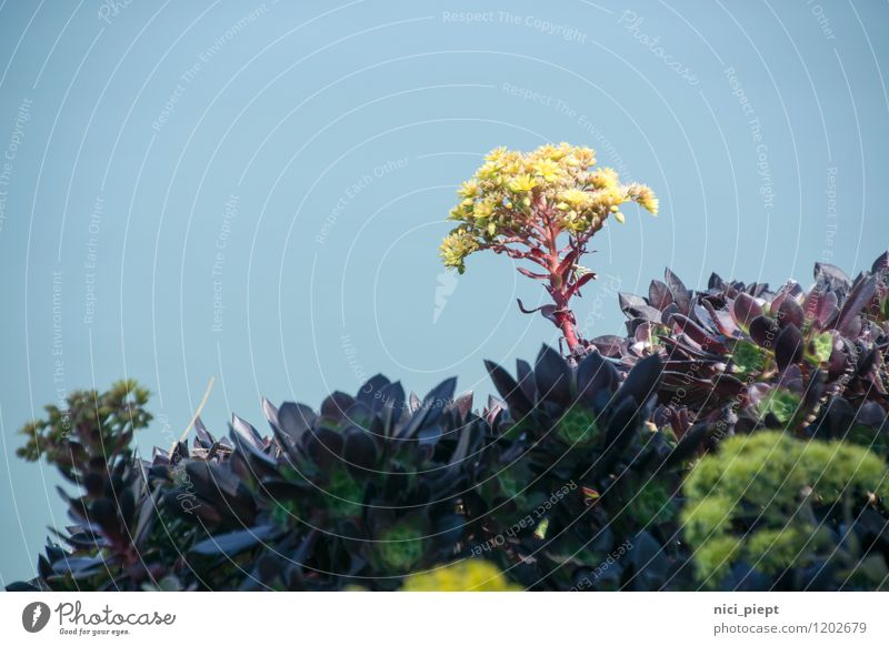 San francisco flower Sommer Sonne Umwelt Natur Landschaft Pflanze Tier Blume Sträucher Moos Blatt Blüte Grünpflanze Wildpflanze Garten Park Blühend leuchten