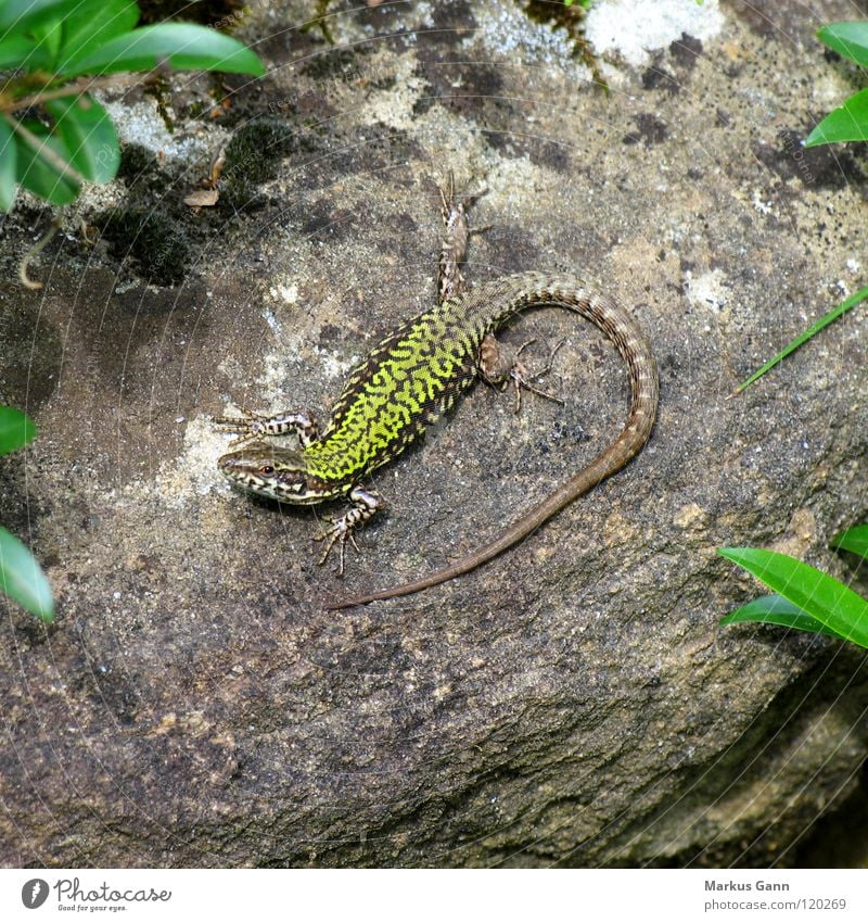 Eidechse Echte Eidechsen Echsen grün ruhig Wachsamkeit Schwanz Süden Italien Tier Reptil Stein Scheune