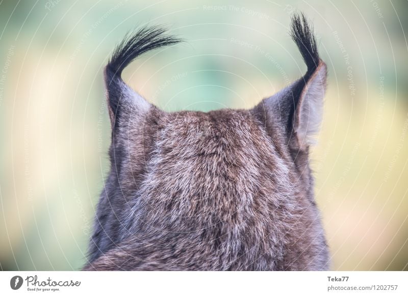 Der Luchs IIII Stil Umwelt Natur Pflanze Wald Tier Wildtier 1 Abenteuer ästhetisch Farbfoto Außenaufnahme Menschenleer Unschärfe