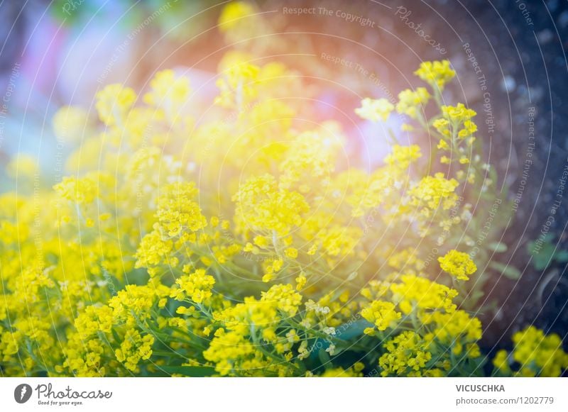 Gelbe Pracht im Garten Lifestyle Design Sommer Natur Pflanze Sonnenfinsternis Sonnenaufgang Sonnenuntergang Frühling Herbst Schönes Wetter Blume Blatt Blüte