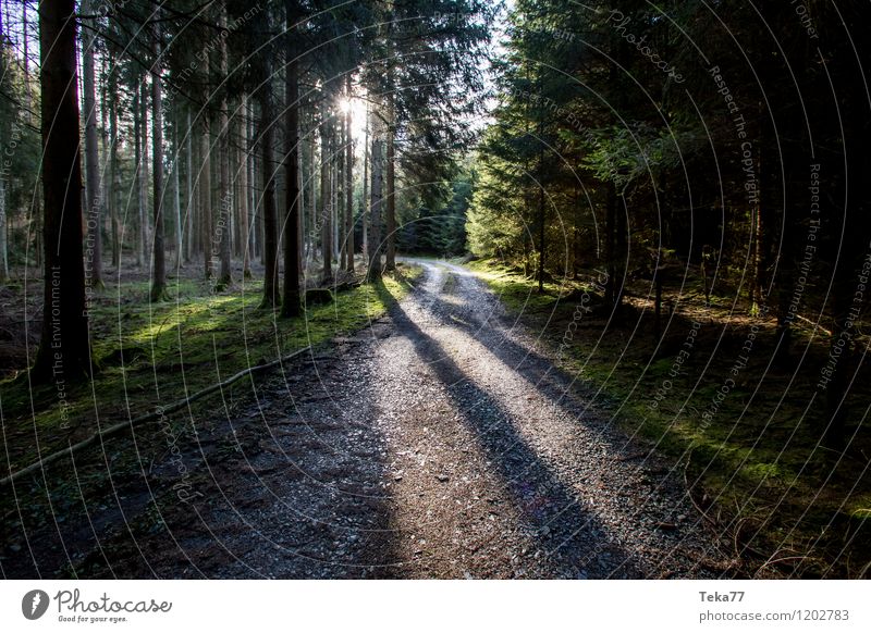 Der Waldweg Sommer Umwelt Natur Landschaft Baum Park springen ästhetisch Fußweg Sonnenlicht Farbfoto Außenaufnahme Menschenleer