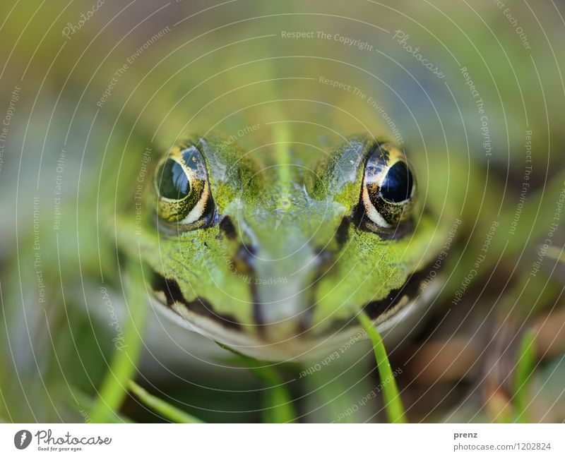 Portrait Umwelt Natur Tier Frühling Sommer Schönes Wetter Gras Wiese Wildtier Tiergesicht 1 grün Blick Auge sitzen Frosch Farbfoto Außenaufnahme Nahaufnahme