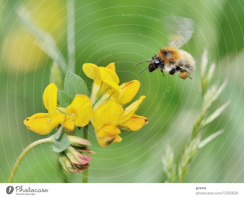 schöner fliegen Umwelt Natur Pflanze Tier Frühling Sommer Schönes Wetter Blume Blüte Garten Park Wildtier Biene 1 gelb grün fliegend Insekt Farbfoto