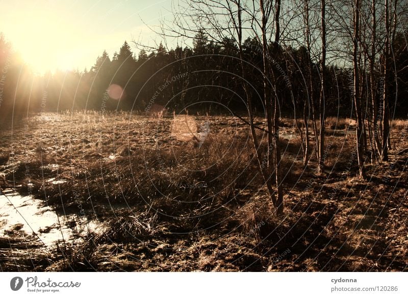 Im Gegenlicht Winter Einsamkeit ruhig Stimmung Sehnsucht Baum Wald Tanne Fichte Gedanke Erfahrung Jahreszeiten dunkel Waldrand geheimnisvoll Sonnenuntergang