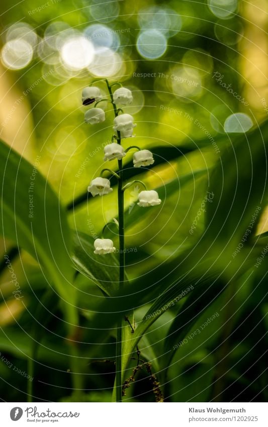 Maiglöckchen im Halbschatten des Waldes. Mit ihrem betörendem Duft zieht es jeden in seinen Bann und ihre Gestalt macht sie zu einem Augenschmaus, dessen verborgene Reitze entdeckt werden wollen. Hübsches Bokeh im Hintergrund.