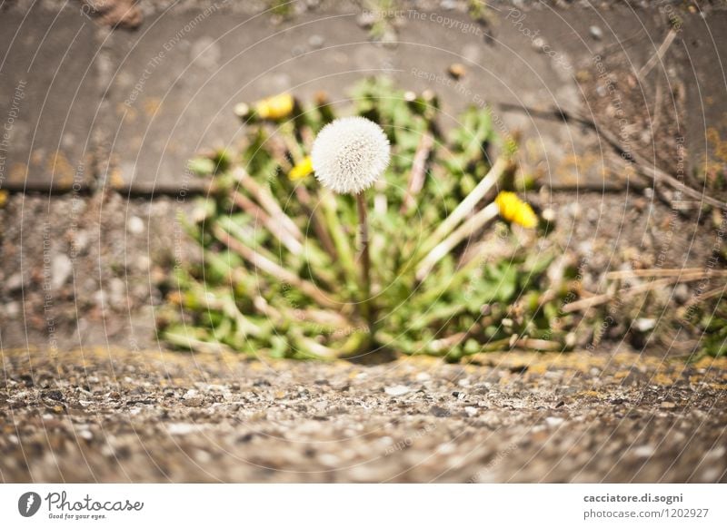 Warten auf Wind Umwelt Pflanze Frühling Blume Grünpflanze Wildpflanze Löwenzahn Taraxacum einfach Erfolg klein natürlich Neugier gelb grau grün weiß Kraft