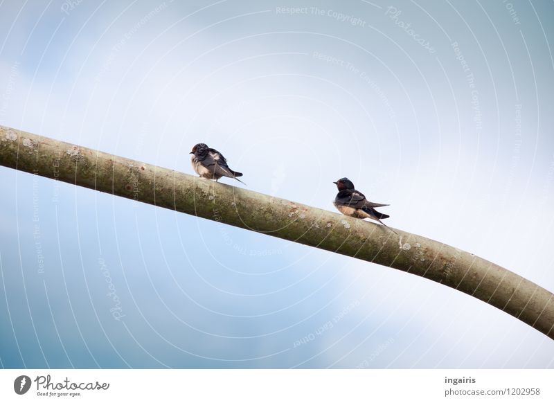 Sitzung halten Umwelt Himmel Tier Vogel Flügel Rauchschwalbe Schwalben 2 Stab Laternenpfahl Metall beobachten hocken Blick sitzen warten einfach frei oben blau