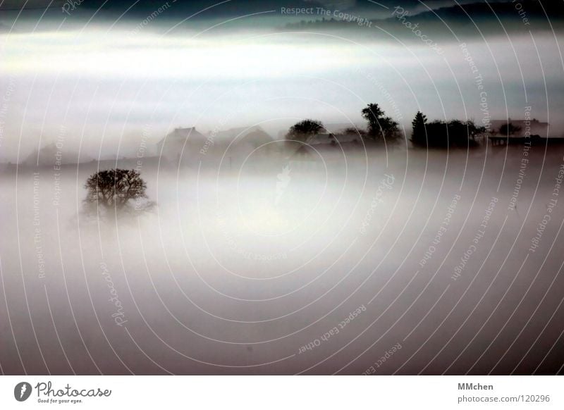 Nebel Dorf Baum Sträucher Nebelbank dunkel schwarz weiß Morgennebel Durchblick Tau Raureif kalt trist schlechtes Wetter Landleben mystisch Eifel Winter Himmel