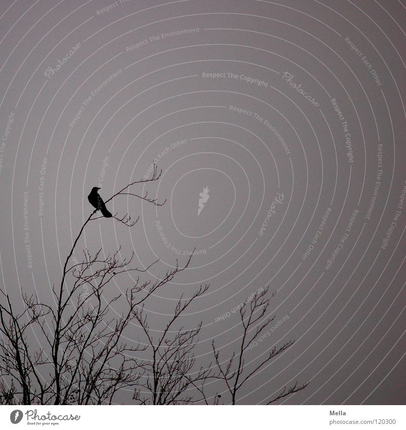 Krähenwinter III Vogel Rabenvögel Aaskrähe hocken Baum kalt laublos Winter trüb trist grau Wolken schlechtes Wetter Einsamkeit Blick leer Trauer Himmel