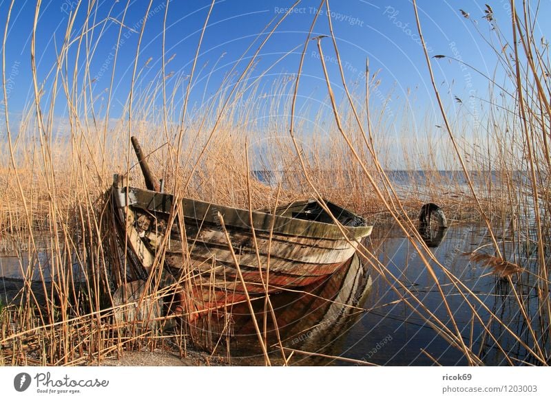 Boot im Schilf Ferien & Urlaub & Reisen Umwelt Natur Landschaft Wasser Wolkenloser Himmel Wetter Schönes Wetter Küste Ostsee Meer Fischerboot Wasserfahrzeug alt