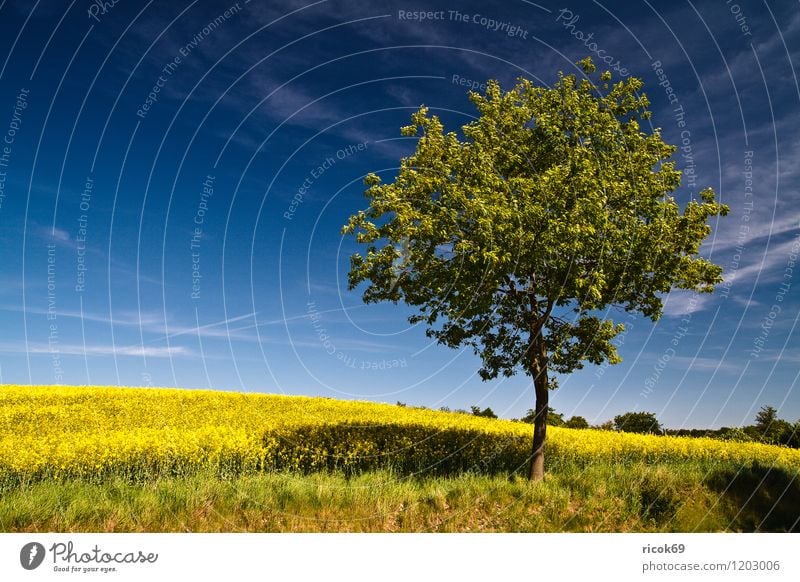 Baum am Rapsfeld Ferien & Urlaub & Reisen Landwirtschaft Forstwirtschaft Natur Landschaft Pflanze Himmel Wolken Frühling Schönes Wetter Nutzpflanze Feld blau