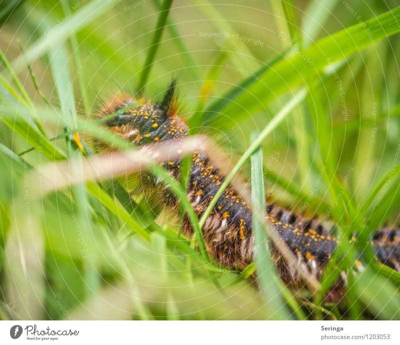 Auf abwegen Tier Schmetterling Spinne Wurm Tiergesicht 1 ästhetisch sportlich schön Raupe Farbfoto mehrfarbig Außenaufnahme Nahaufnahme Detailaufnahme