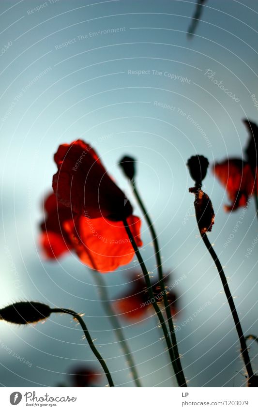 Mohn Natur Pflanze Luft Wolkenloser Himmel Mohnblüte fest Ferne rot Vorfreude Coolness Tatkraft Warmherzigkeit schön friedlich Gelassenheit ruhig