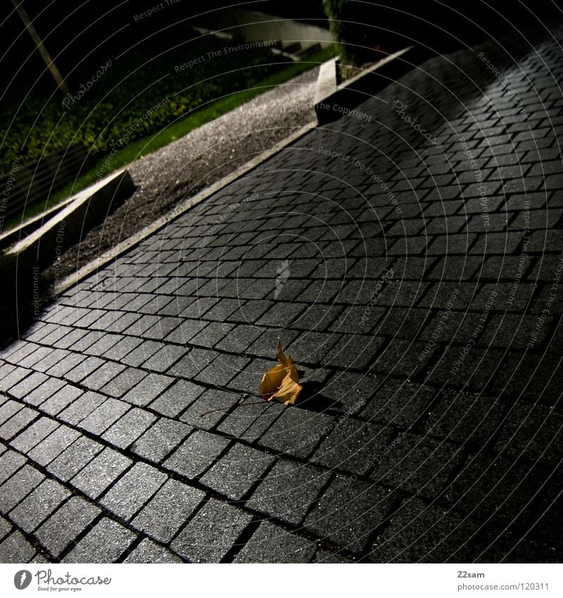 herbst Herbst Blatt graphisch einfach glänzend grün Park Bordsteinkante Ecke grau braun dunkel Nacht ruhen Natur Stein Kopfsteinpflaster Schatten