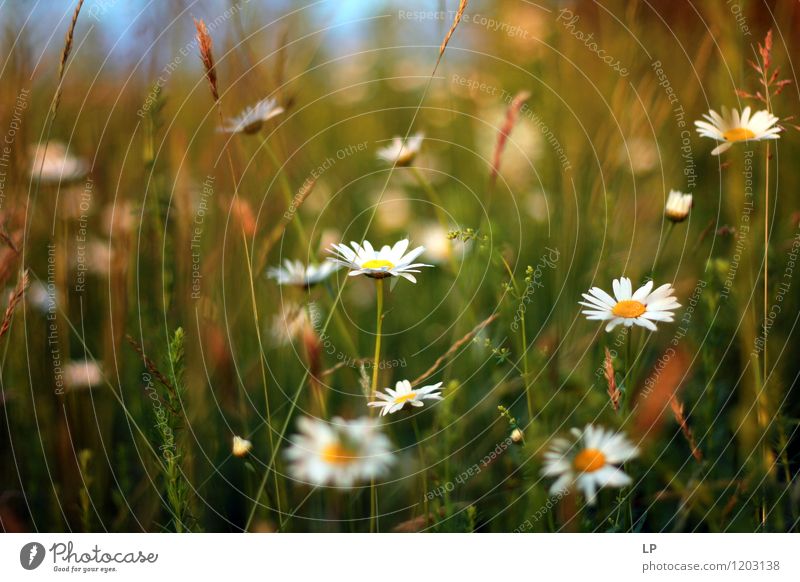 Gänseblümchen Umwelt Natur Landschaft Pflanze Urelemente Luft Frühling Sommer Blume Gras Blatt Wildpflanze Garten Park Wiese Feld Blühend frisch mehrfarbig gelb