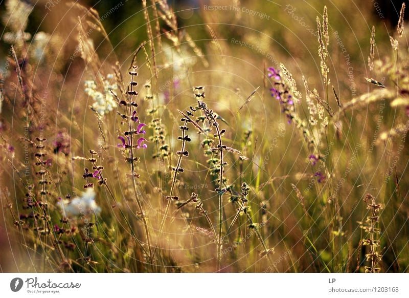 lila Kräuter Umwelt Natur Landschaft Pflanze Luft Frühling Sommer Herbst Blume Gras Blatt Blüte Wildpflanze Garten Park Wiese Feld Fröhlichkeit frisch schön