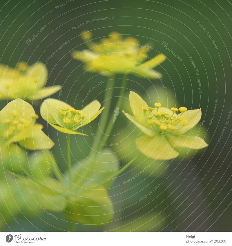 Wolfsmilchgewächs Umwelt Natur Pflanze Frühling Blume Blatt Blüte Wolfsmilchgewächse Park Blühend Wachstum ästhetisch schön natürlich gelb grau grün Farbfoto