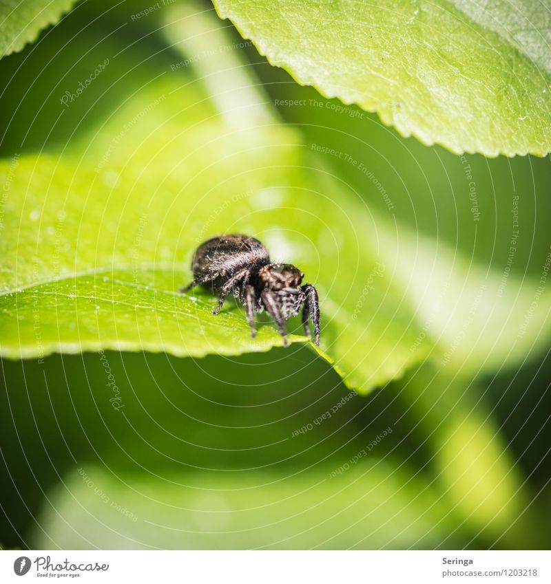 Eine Springspinne die sich nicht traut zu springen Umwelt Natur Pflanze Tier Sonne Sonnenlicht Frühling Sommer Baum Blume Gras Sträucher Grünpflanze Garten Park