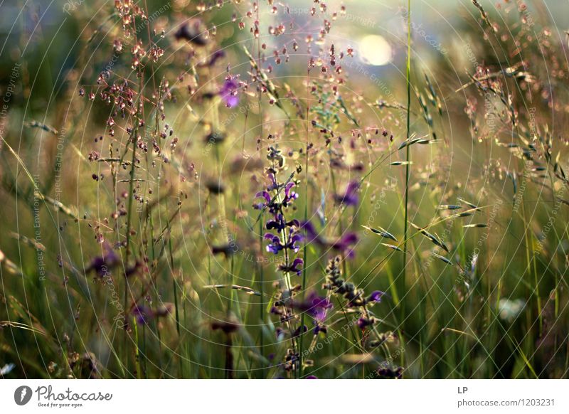 Frühlingskräuter Umwelt Natur Landschaft Pflanze Erde Luft Sommer Blume Gras Sträucher Blatt Blüte Wildpflanze Garten Park Wiese Feld einfach Fröhlichkeit