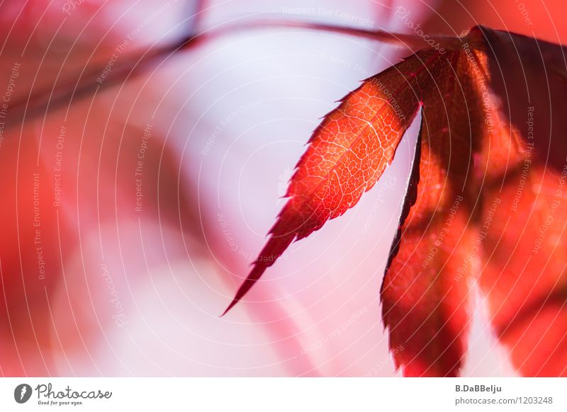 Lebenslinien Garten Natur Pflanze Baum Blatt ästhetisch Wärme rot authentisch Zufriedenheit Ahorn Ahornblatt natürlich rosa Blattadern ruhig schön Unschärfe