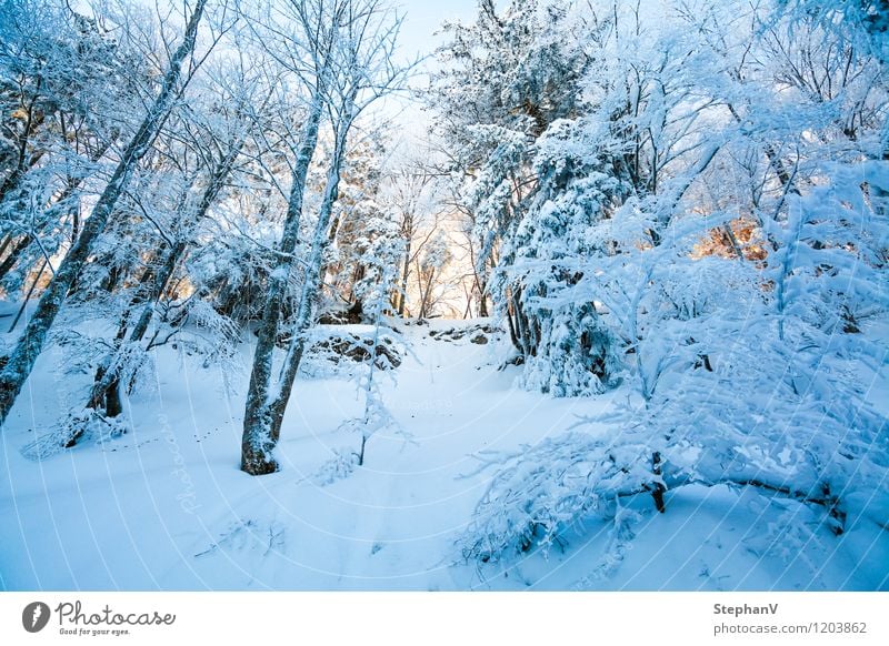 Warme Sonnenstrahlen in Winterlandschaft Schnee Berge u. Gebirge Natur Landschaft Sonnenaufgang Sonnenuntergang Sonnenlicht Eis Frost Baum Wald Gaisberg ruhig