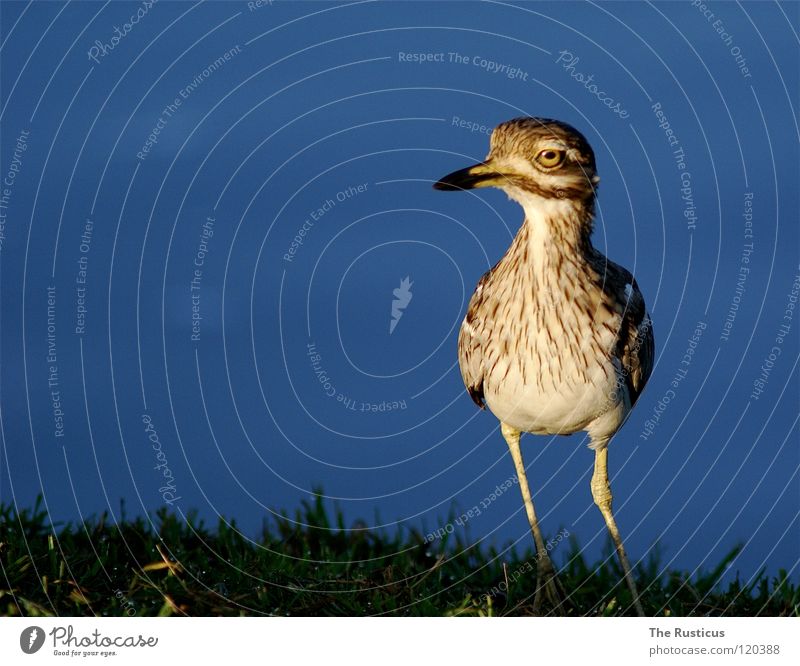 Ich habe einen Vogel Gras erleuchten groß dunkel grün braun Sonnenaufgang Afrika blau Dikkop spotted Wasser Blick 1 Küste scheckig caramel Fluss Auge Natur