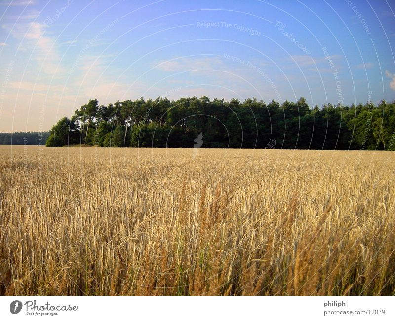 Feld&Wald Gerste Korn field corn Bauernhof harvest