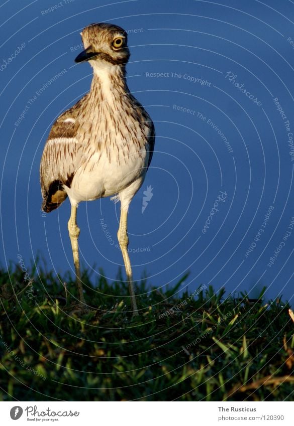 Ich habe noch einen Vogel groß dunkel Gras grün braun erleuchten Sonnenaufgang Afrika blau 1 Küste Dikkop spotted scheckig caramel Wasser Fluss Blick Natur