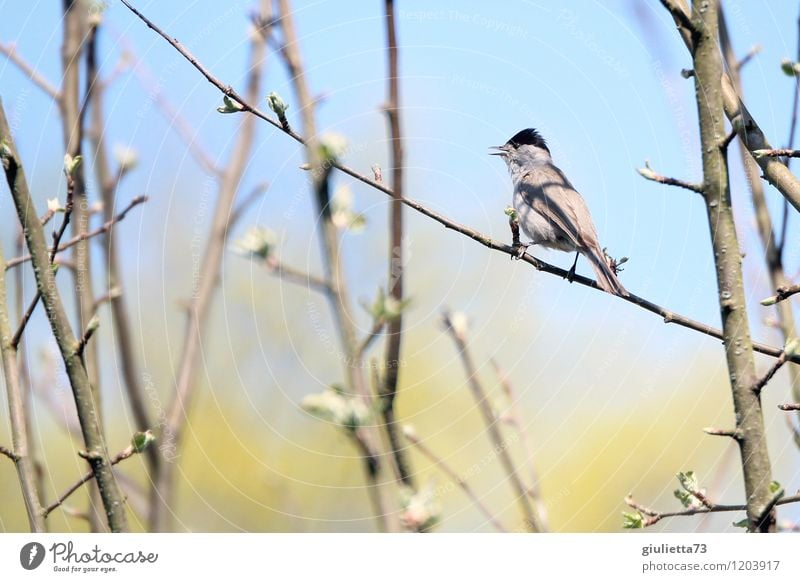 Mönchsgrasmücke männlich Umwelt Natur Tier Frühling Garten Park Wildtier Vogel Singvögel 1 beobachten sitzen Fröhlichkeit schön klein Lebensfreude