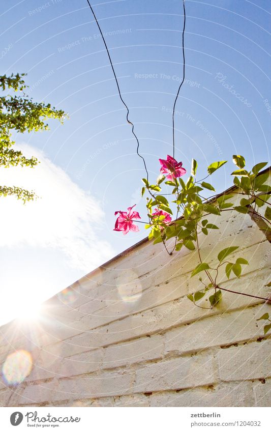 Klematis Blume Blüte Garten Schrebergarten Natur Pflanze Clematis Waldrebe Ranke Kletterpflanzen Mauer Himmel Sonne Gegenlicht Licht grell hell