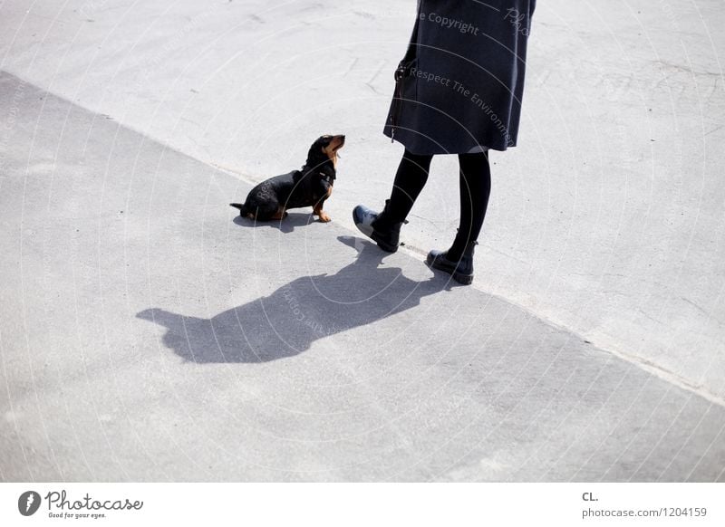 erwartungshaltung Freizeit & Hobby Mensch feminin Frau Erwachsene Leben 1 30-45 Jahre Schönes Wetter Mantel Tier Haustier Hund Dackel Boden beobachten niedlich