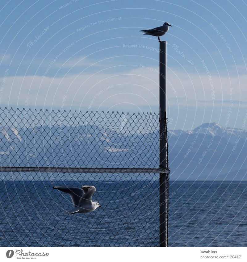 grenzenlos Möwe See Zaun Wolken Wellen Vogel Wasser Himmel Bodensee blau Berge u. Gebirge Alpen fliegen Pfosten