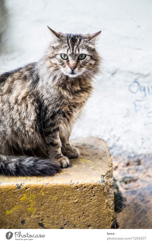 Katzenportrait. Tier Haustier 1 Stein Blick sitzen alt braun gelb grau grün schwarz Farbfoto Gedeckte Farben Außenaufnahme Menschenleer Morgen Morgendämmerung