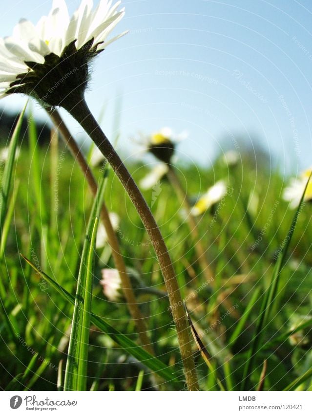 Der Sonne entgegen! Gänseblümchen weiß gelb Frühling Margerite Korbblütengewächs Blume Pflanze Blüte Gras Wiese Feld Außenaufnahme aufwachen Physik Fröhlichkeit